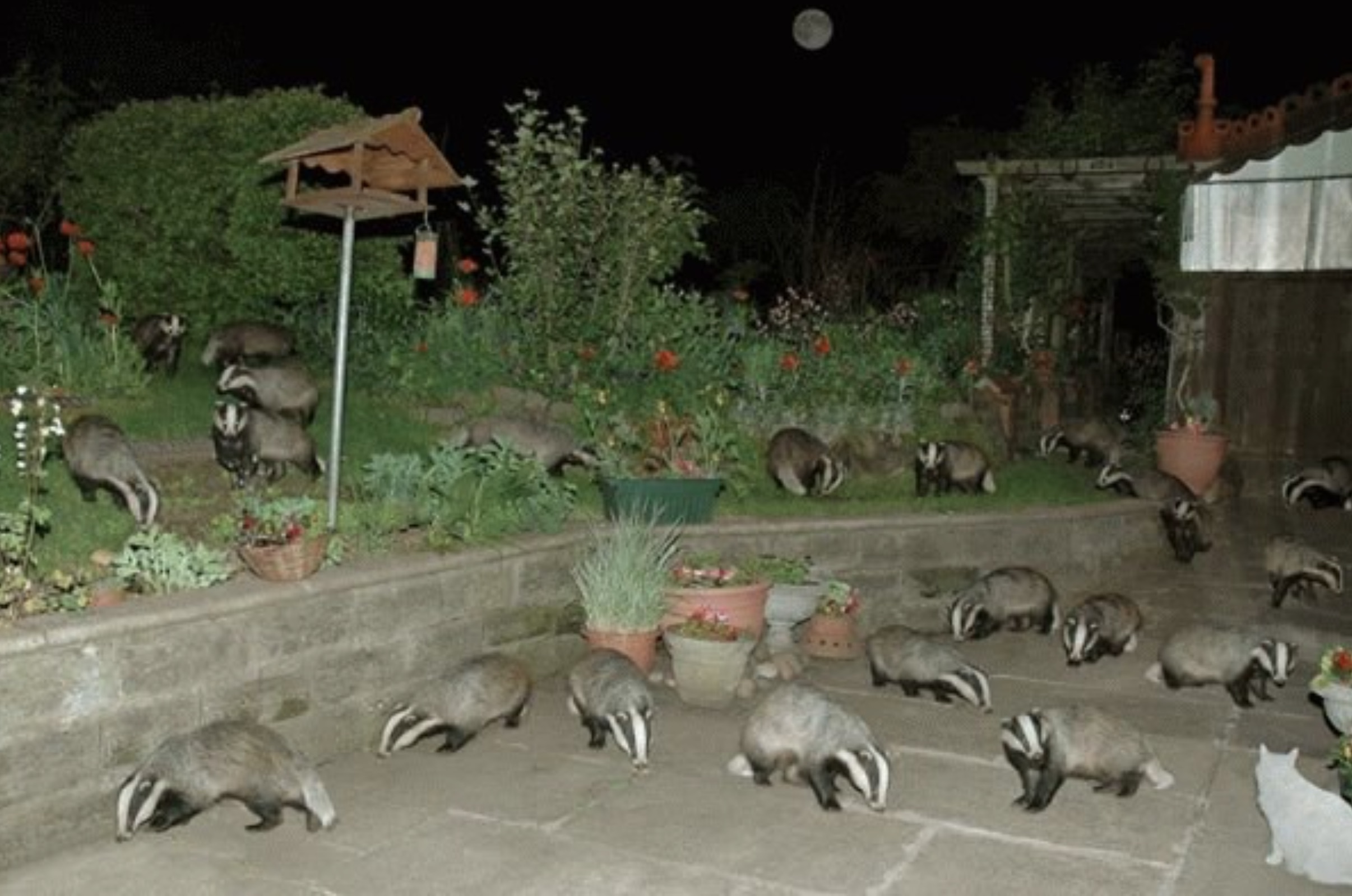 cursed images badger